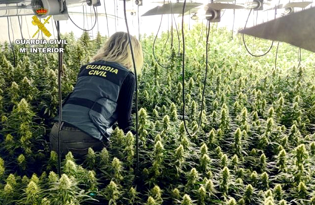 Detenidos los dos responsables de un cultivo de marihuana en un almacén de Totana con 458 plantas
